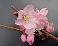 pr conradine pink of bray fleur.JPG